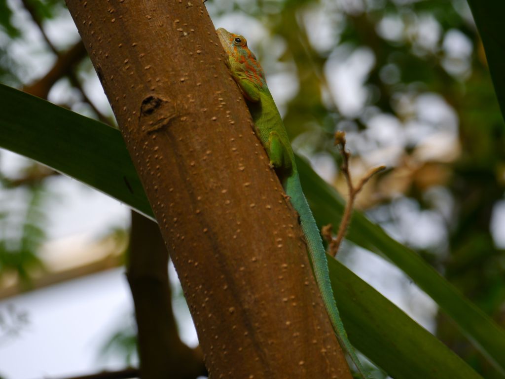 Gecko 2 verkleinert.jpg