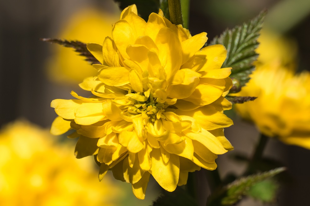 Ranunkelstrauch, Kerrie (Kerria japonica).jpg