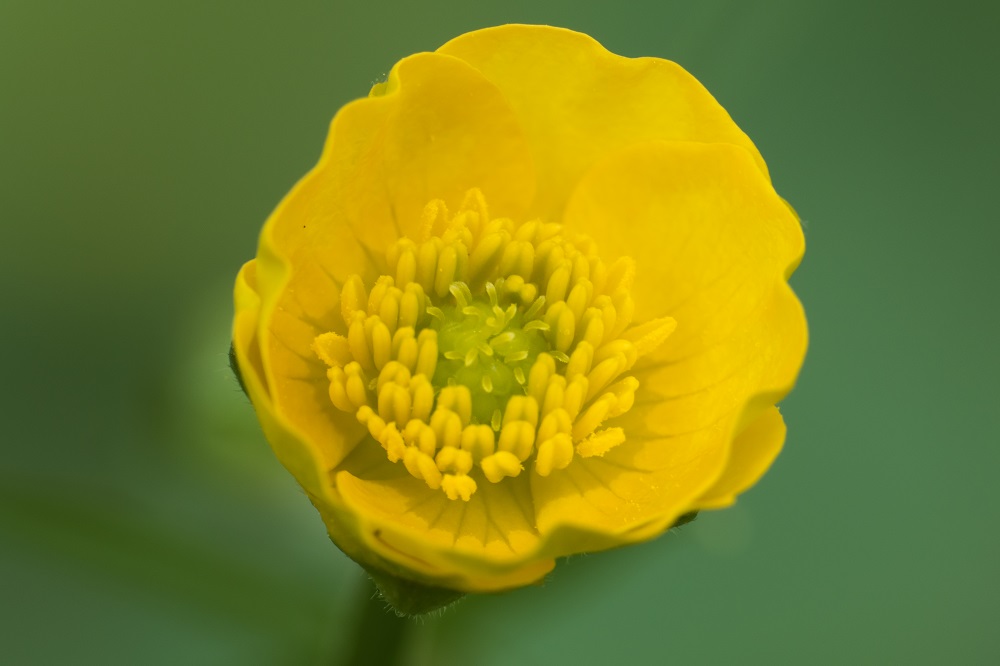 Gewöhnlicher Scharfer Hahnenfuss (Ranunculus acris).jpg