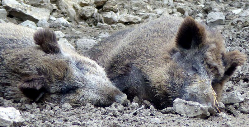 P1040765 Keinen Streß.jpg