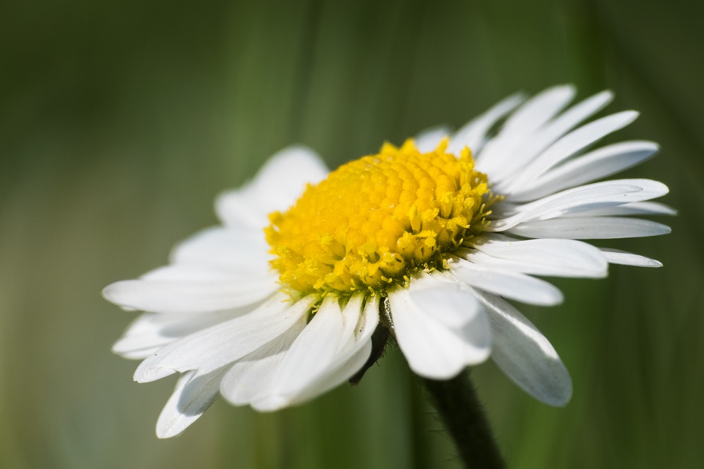 Gänseblümchen (Bellis perennis).jpg