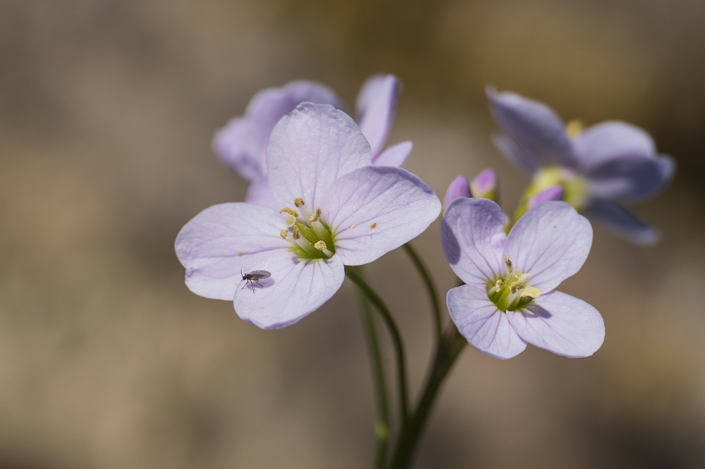 Wiesen-Schaumkraut (Cardamine pratensis).jpg