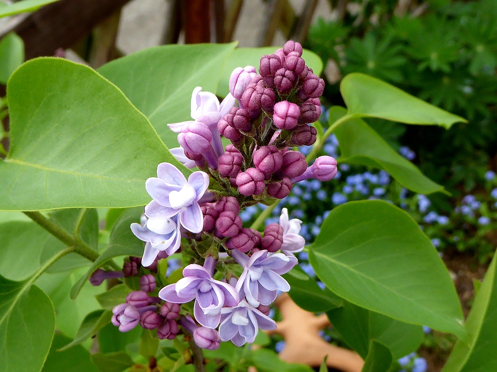 comp_Garten April 26_2015 (4).jpg