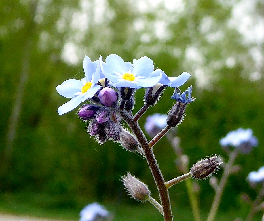 comp_Garten April 26_2015 (3).jpg