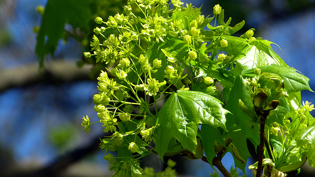 Ahornblüten.jpg