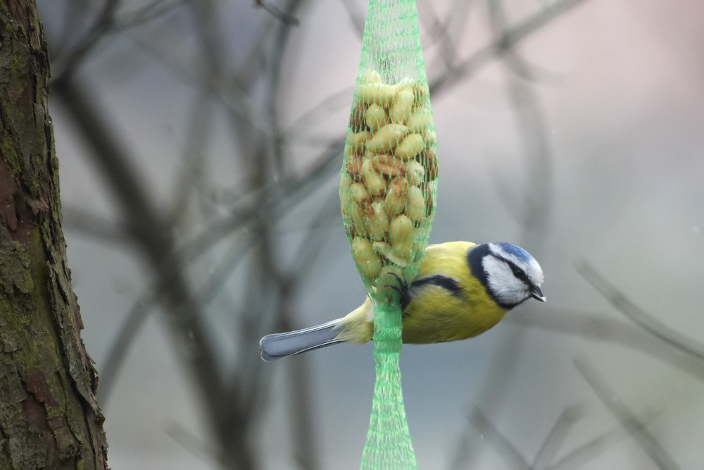Blaumeise_2012_01_28.jpg