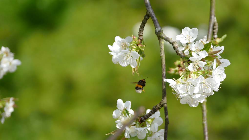 P1300421 Hummel fliegt zu Blüte.jpg