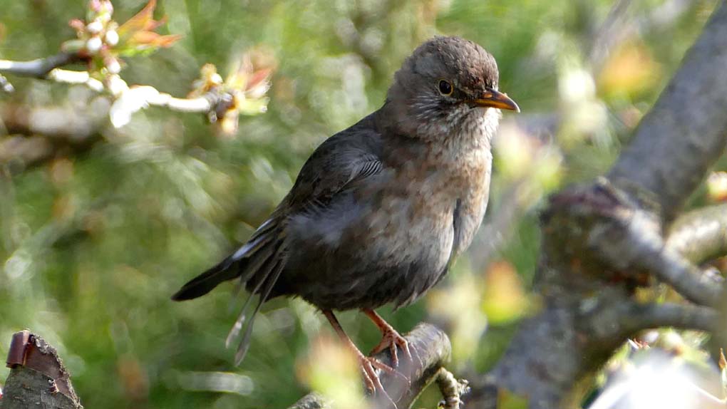 P1300171 junge Amsel.jpg