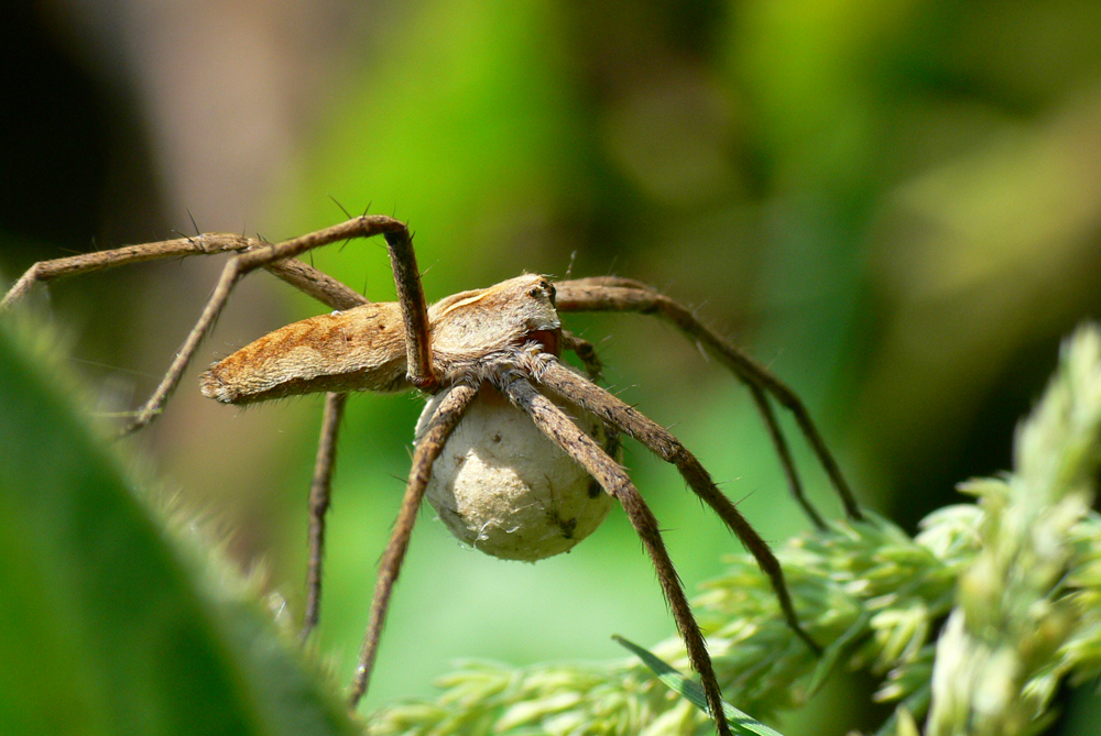 Listspinne-1.jpg