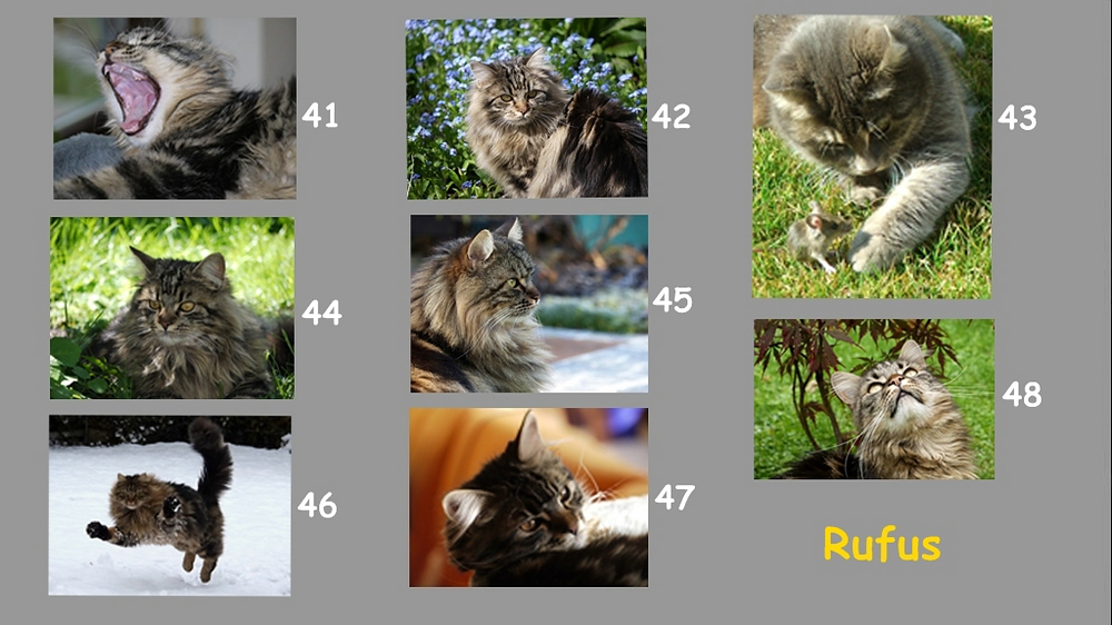 Collage 05 Rufus fertig verkleinert.jpg
