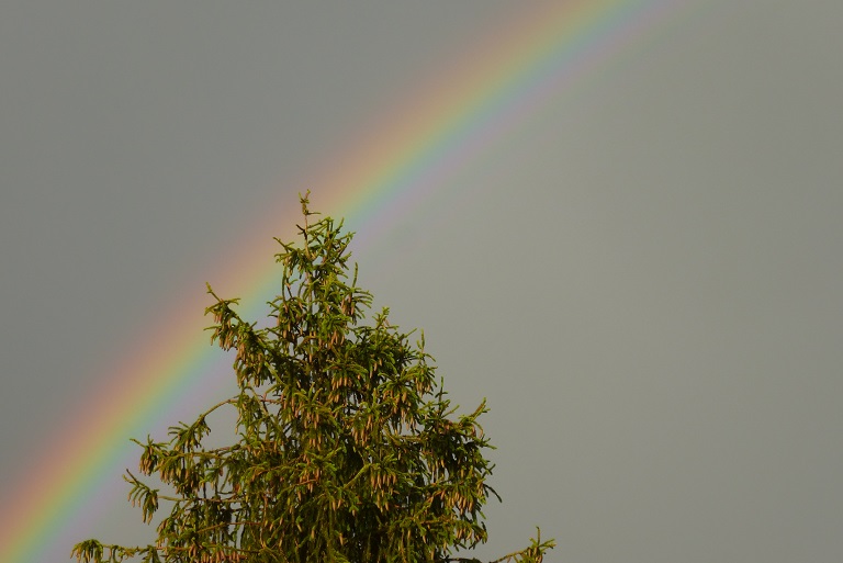 P1250487 Regenbogen teil.JPG