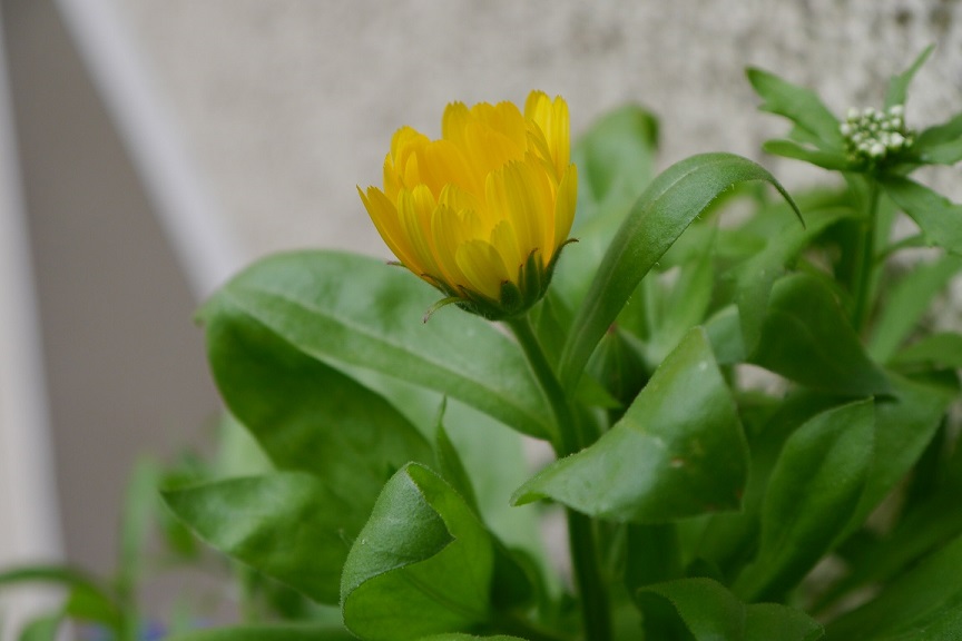 P1000027.jpg