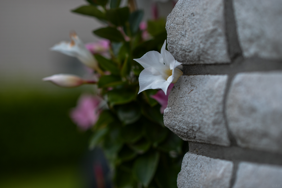 DSC_3084.jpg