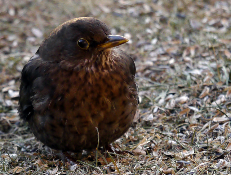 LF Amsel.jpg