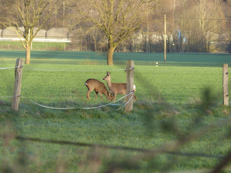 Bock mit Ricke.jpg