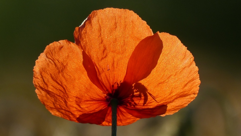 Schwebfliege im Mohn.jpg