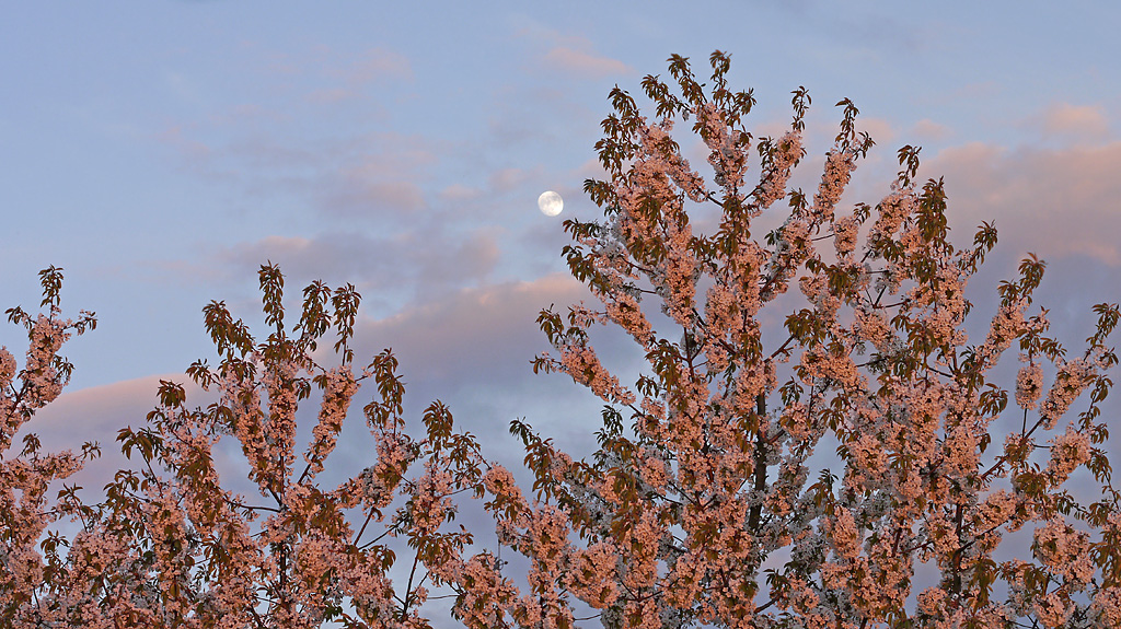 Mond bei Sonnenuntergang.jpg