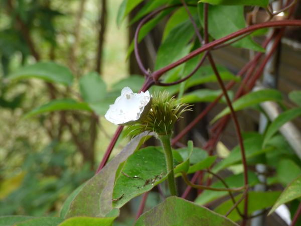 Clematis mit Vogeleischale.JPG