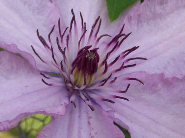 Clematisblüte.JPG