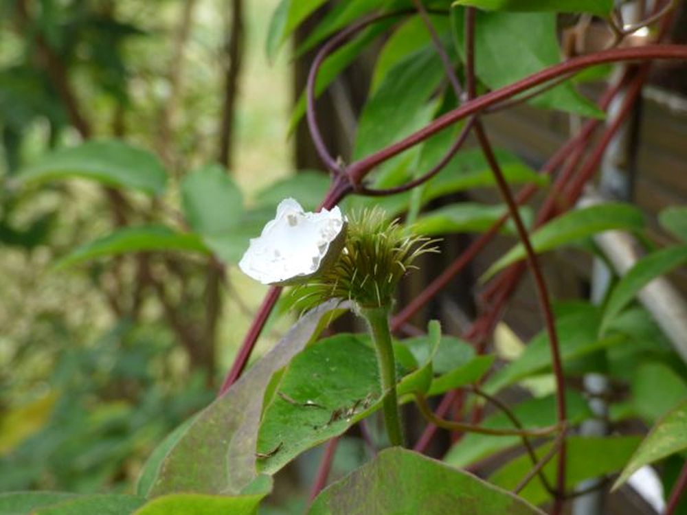 Clematis mit Vogeleischale.JPG