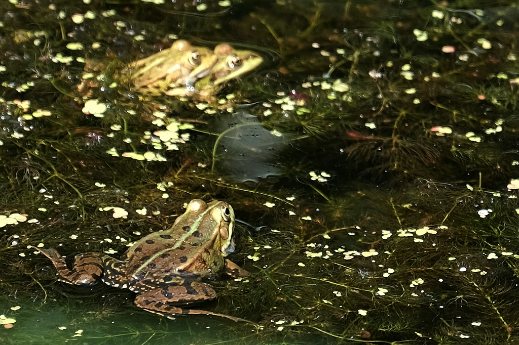 comp_fujvoyfrosch.jpg