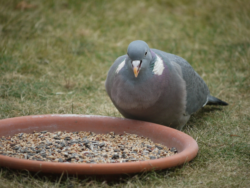 comp_P1010816.jpg