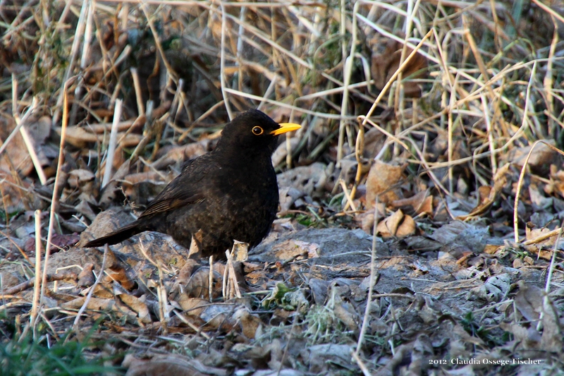 LF_2012_02_11_Ems_Amsel_8824.jpg