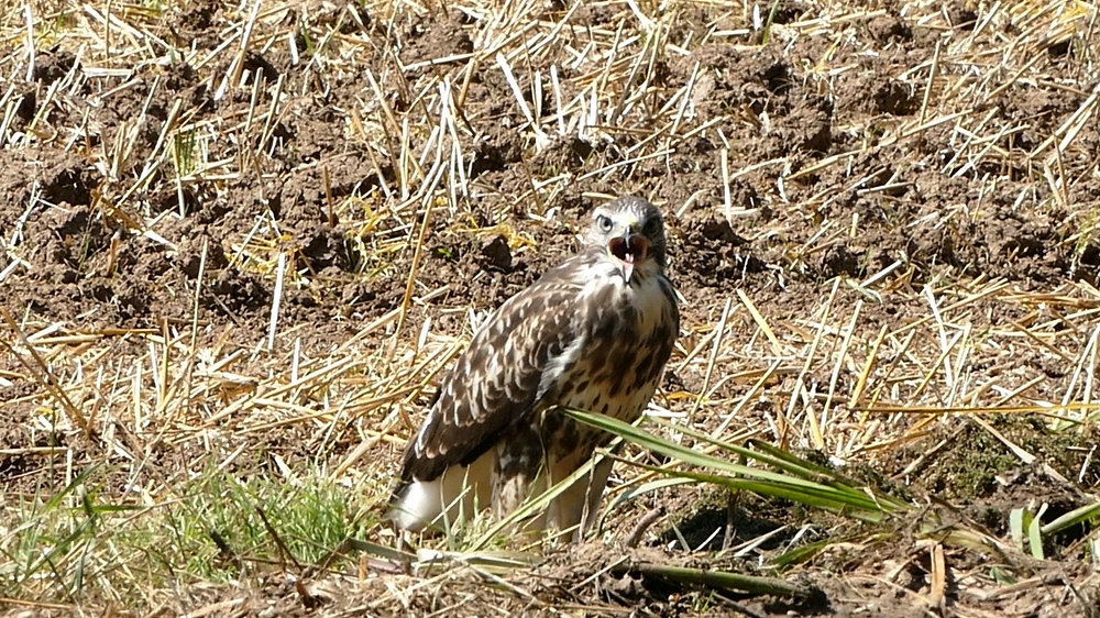 2015-09-04 Greifvögel 05 x verkleinert.jpg