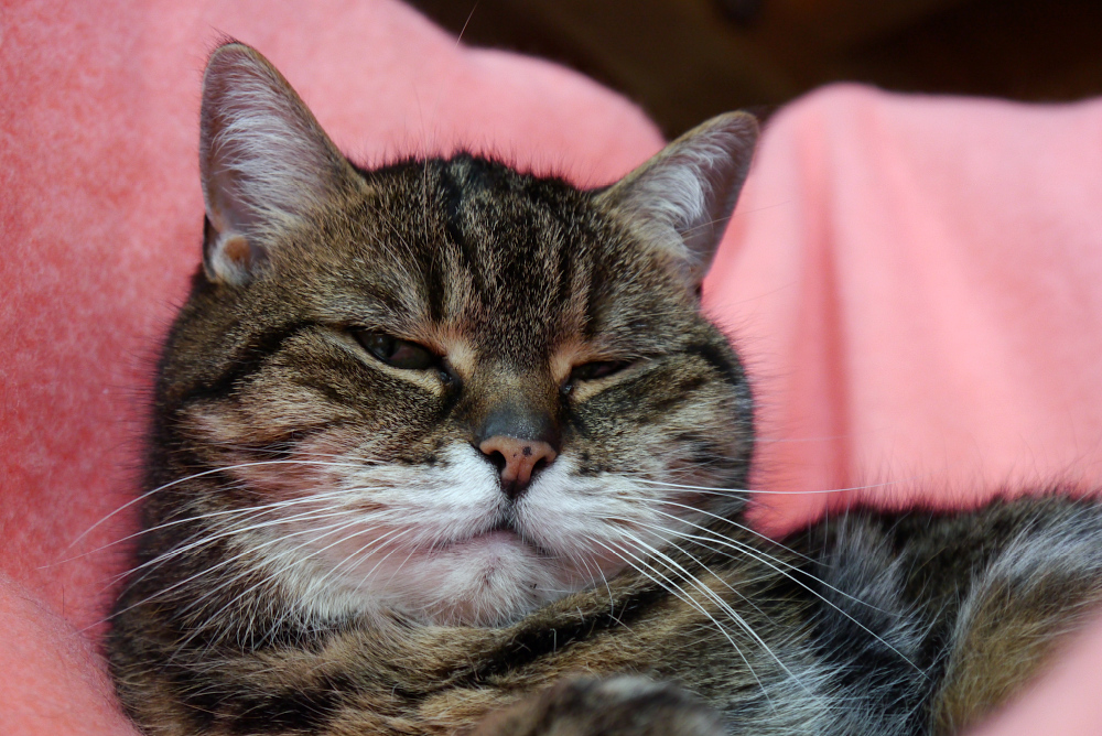 P1000457_2012-01-10_Cleo.JPG