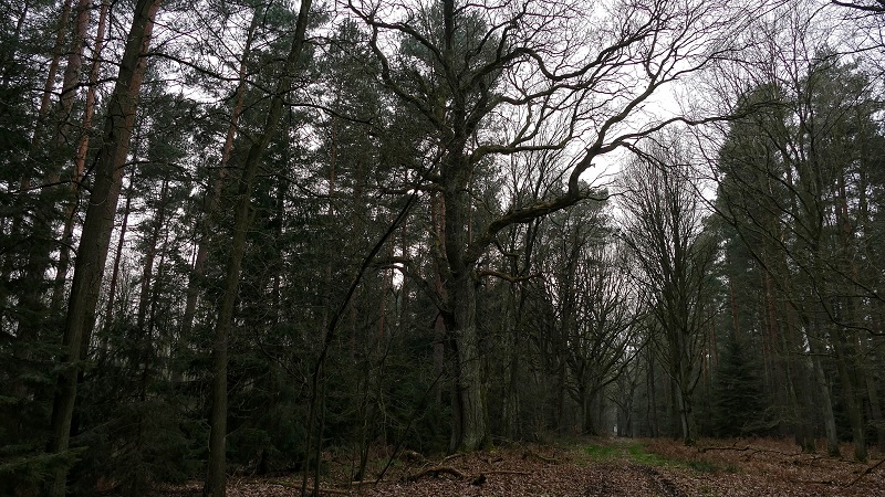 16939530655_a2b63b7d76_k Kopie.jpg