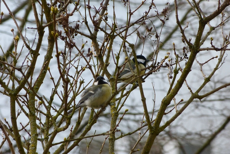 P1000542_cc.jpg