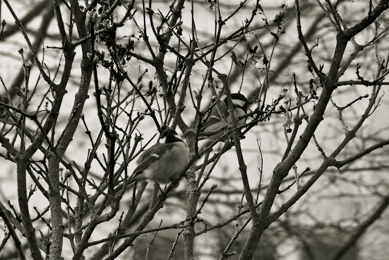 P1000542_c.jpg