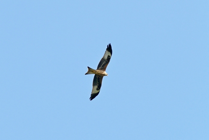 Greifvogel extrahiert 02 verkleinert.jpg