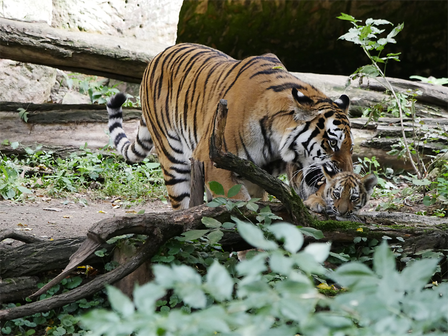 Tigerbabies I.jpg