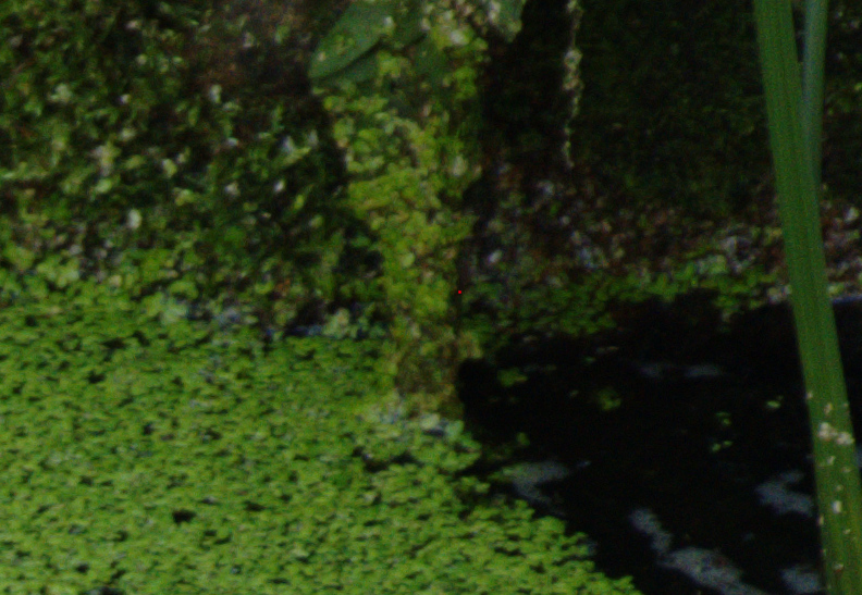 P1000001_bad_pixel_Ausschnitt.jpeg
