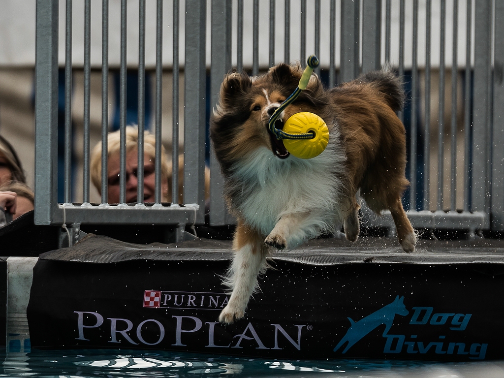 comp_dog diving Tulln-1020147.jpg