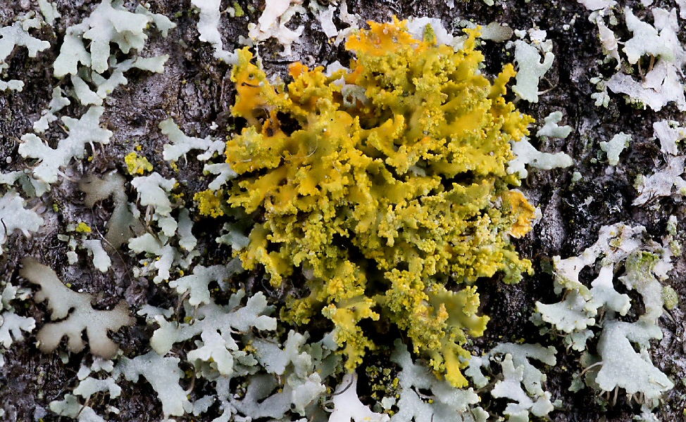 Polycauliona candelaria-Leuchter-Gelbflechte 150810   Petersweiher   Elmarit   BB17mm   f5,6   ISO160   1-10sec   A   6Bilder.jpg
