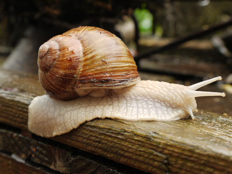 WeinbergSchnecke.jpg