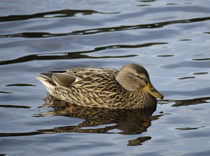Ente.jpg