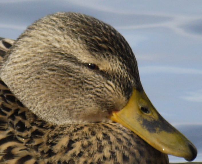 Ente 100 %.jpg