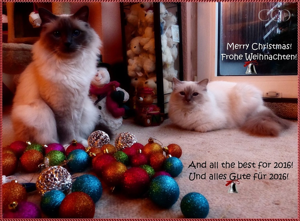 P1930579 Kopie (2).jpg