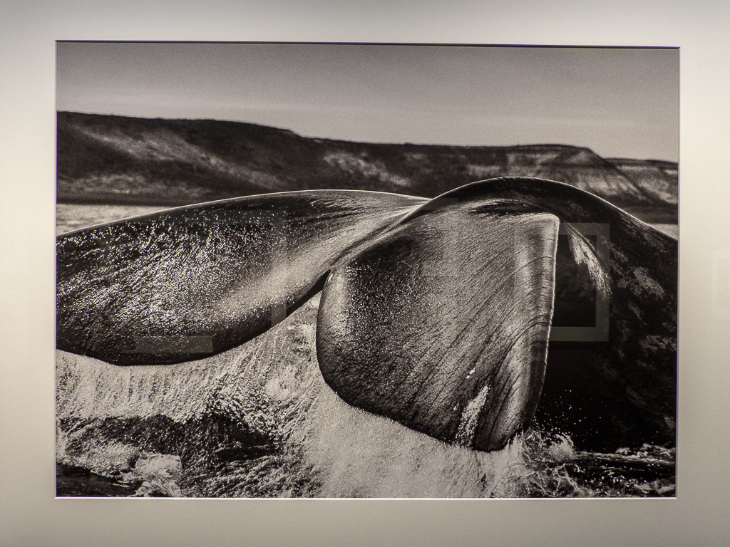 Salgado-1180641.JPG