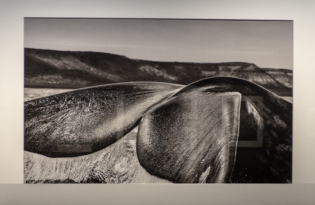 Salgado-1180641.JPG