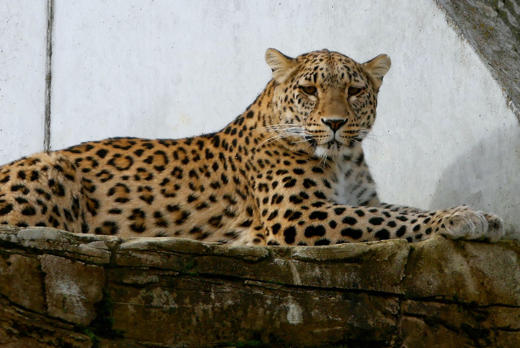 Leopard P1090906.jpg