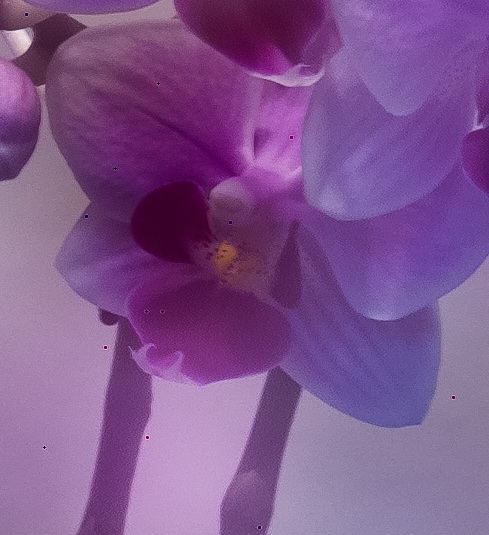 P1030081-1crop3.jpg
