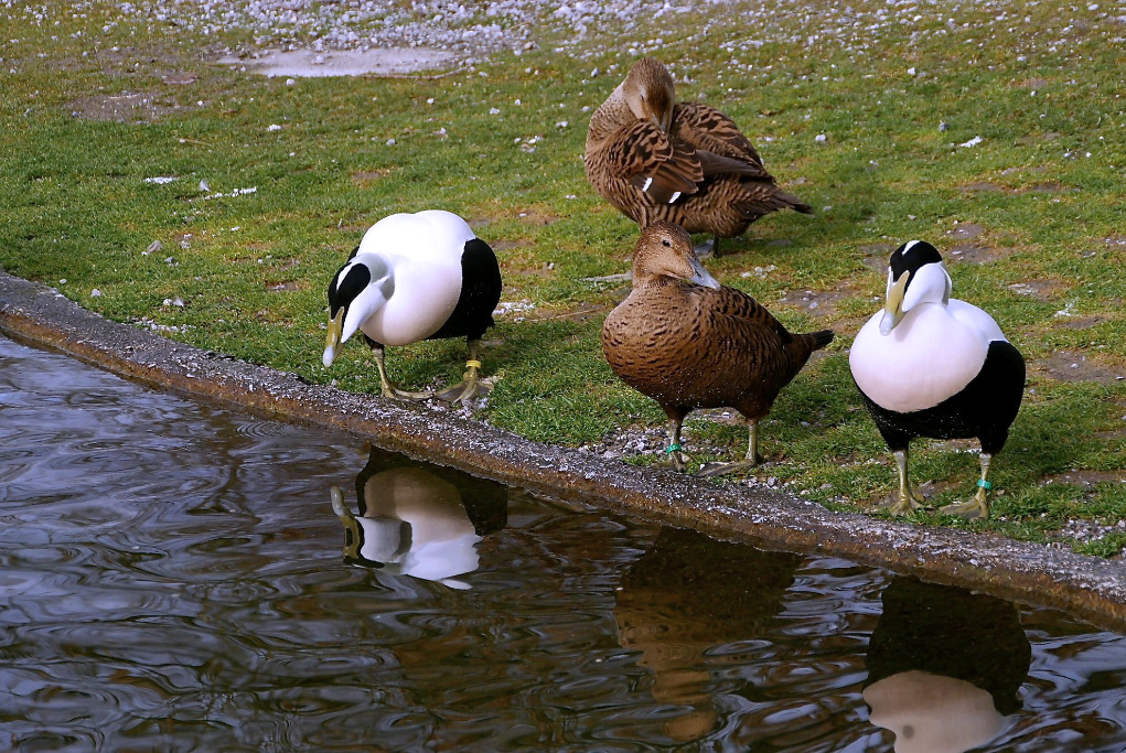 Spieglein an der Wand P1090854.jpg