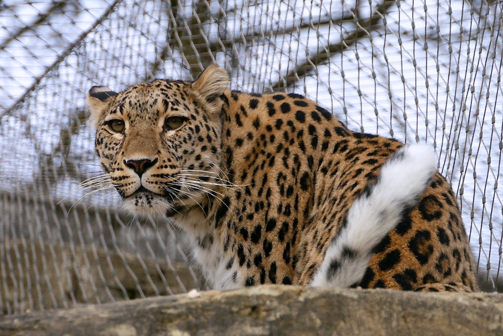 Leopard P1090885.jpg