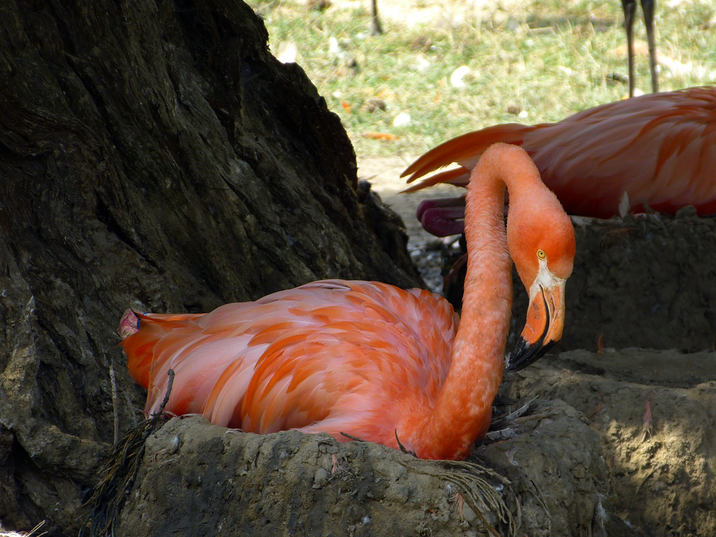 Flamingo brütet im Kölner Zoo.jpg