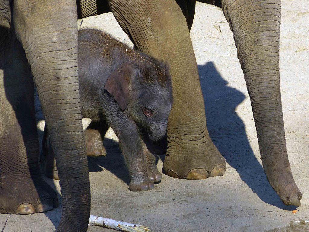 Neu im Kölner Zoo 3.jpg