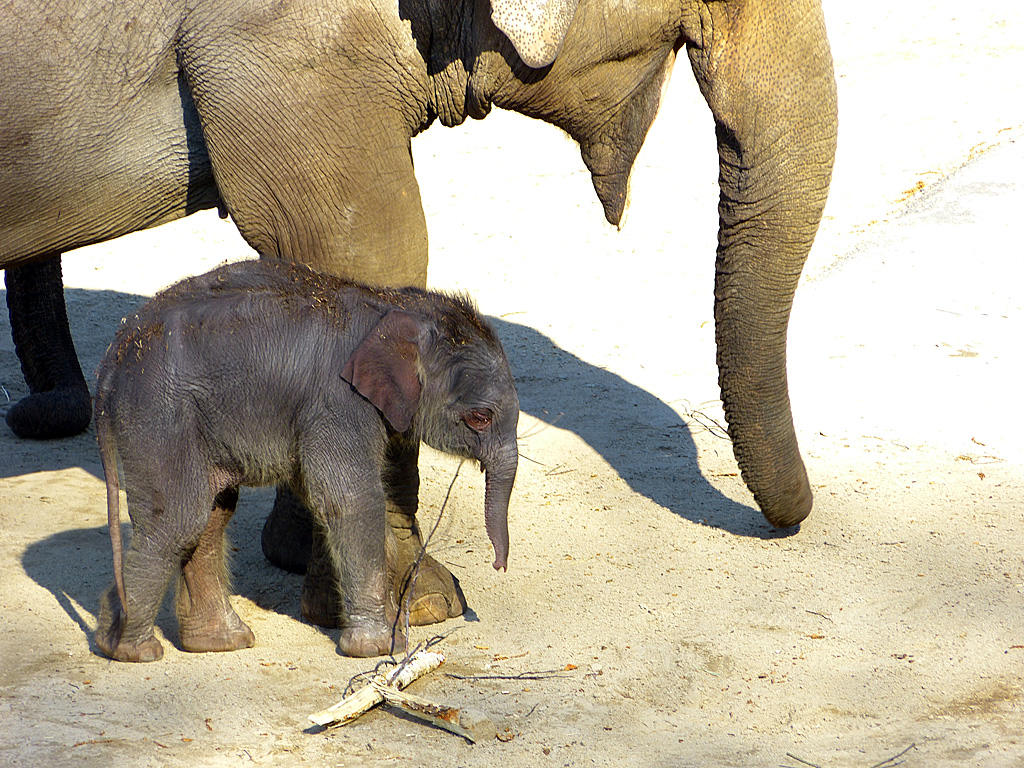 Neu im Kölner Zoo 2.jpg